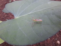 Atopozelus
