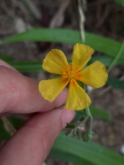 Helianthemum nummularium