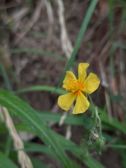 Helianthemum nummularium