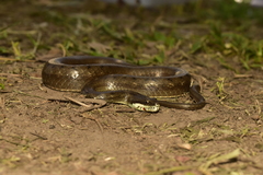 Mesotes rutilus