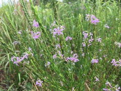 Lythrum alatum