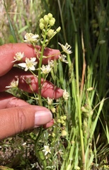 Toxicoscordion fontanum