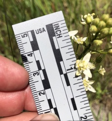 Toxicoscordion fontanum