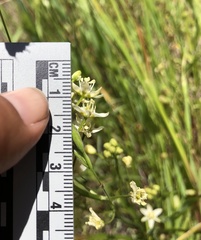 Toxicoscordion fontanum