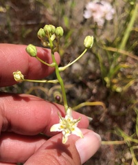 Toxicoscordion fontanum