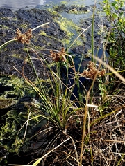 Cyperus javanicus