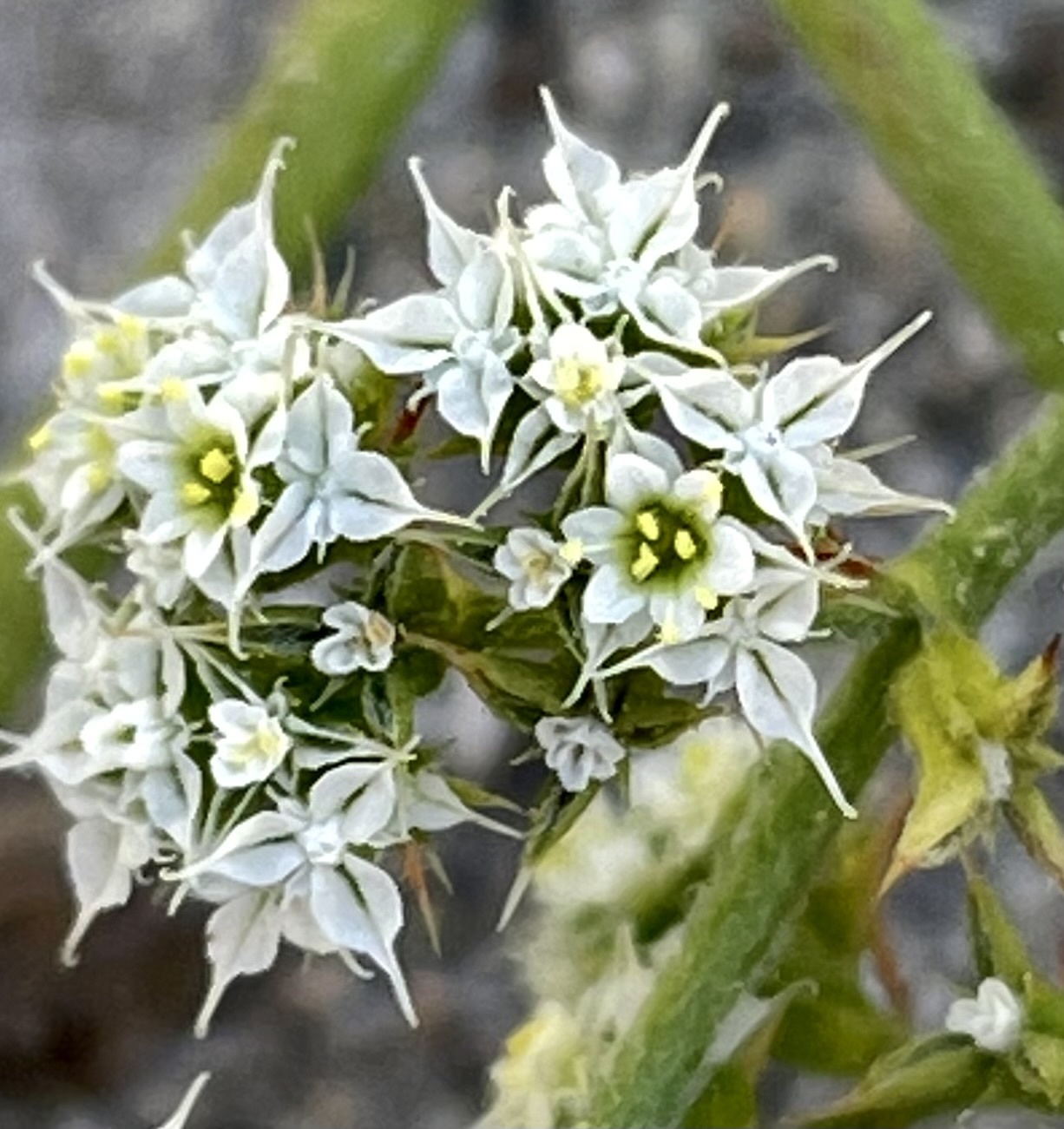 Chorizanthe diffusa
