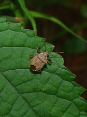 Picromerus viridipunctatus
