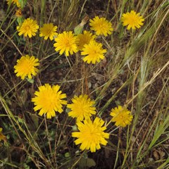 Leontodon longirostris