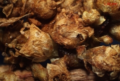 Cuscuta gronovii gronovii