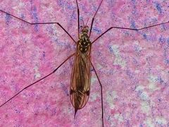 Nephrotoma pratensis