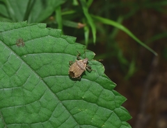 Picromerus viridipunctatus