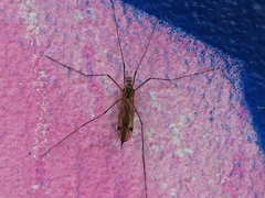 Nephrotoma pratensis