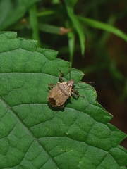 Picromerus viridipunctatus