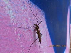 Nephrotoma pratensis