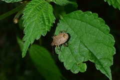 Picromerus viridipunctatus