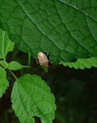 Picromerus viridipunctatus