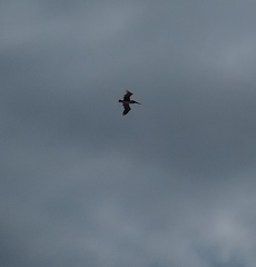 Pelecanus occidentalis