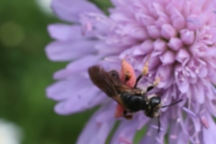 Andrena hattorfiana