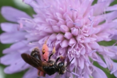 Andrena hattorfiana