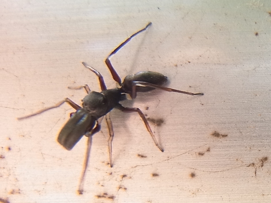 Myrmarachne japonica (Hong Kong Spiders) · iNaturalist
