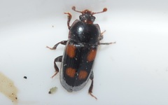 Ipidia binotata