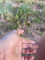 Desmodium sessilifolium