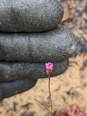 Drosera spatulata