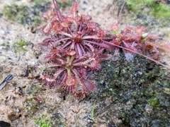 Drosera spatulata