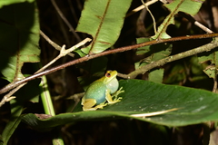 Aplastodiscus leucopygius