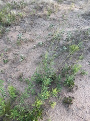 Desmodium sessilifolium