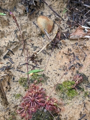 Drosera spatulata