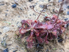 Drosera spatulata