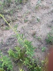 Desmodium sessilifolium