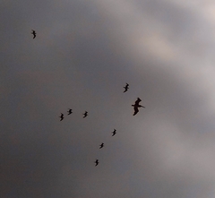 Pelecanus occidentalis