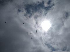 Pelecanus occidentalis