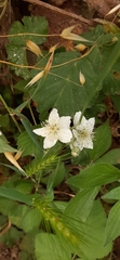 Rubus