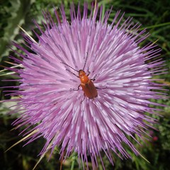 Onopordum macracanthum