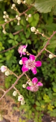Rubus