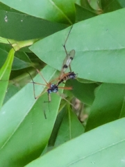 Ptychoptera contaminata