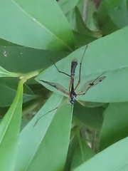 Ptychoptera contaminata