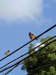 Acridotheres tristis