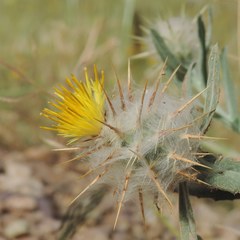Centaurea eriophora