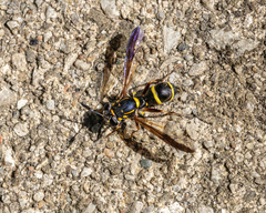 Sphiximorpha willistoni