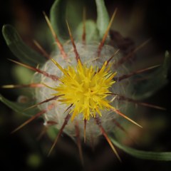 Centaurea eriophora