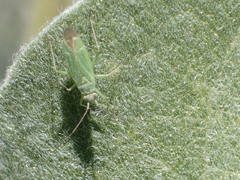 Orthotylinae