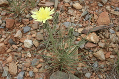 Scorzonera angustifolia