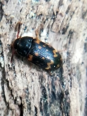 Mycetophagus atomarius
