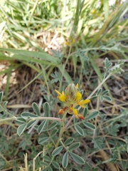 Dalea aurea