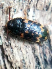 Mycetophagus atomarius